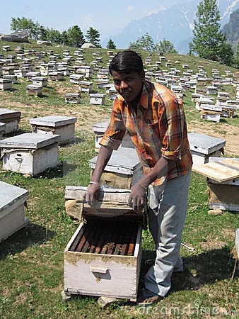 Honey Farming